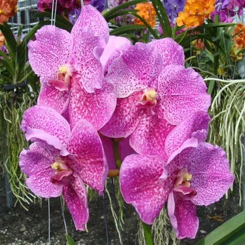 Ascocenda Bigness x Vanda Srakaew x Vanda Bitz's Heartthrob