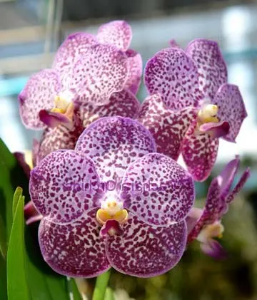 Ascocenda Kulwadee Fragrance 'Maroon Spot'