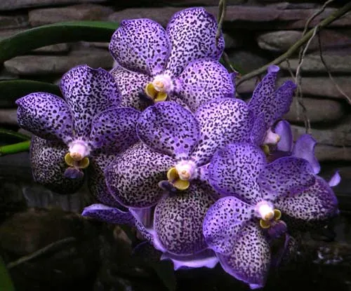 Ascocenda Kulwadee Fragrance 'Blue Spot'