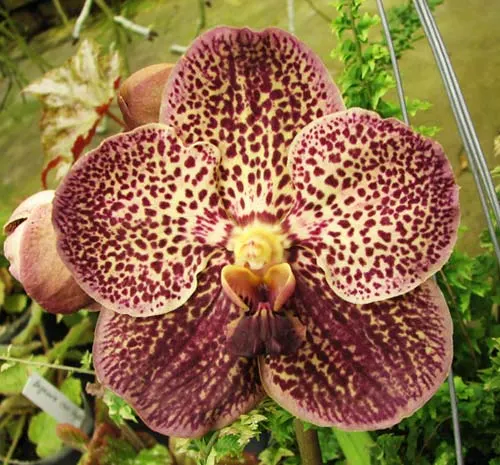 Vanda Gordon Dillon Lea x Ascocenda Leenachai