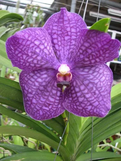 Vanda Doctor Anek - Katsuulea