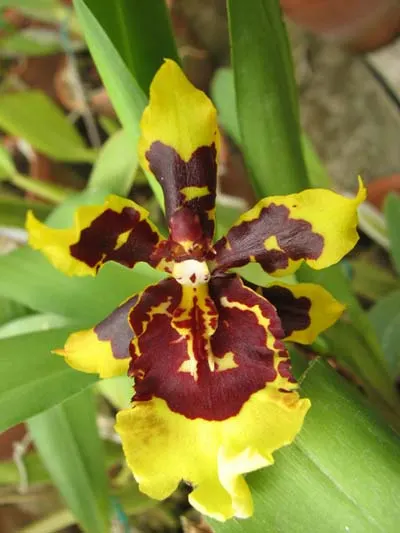 Colmanara 'Cheetah Gold'