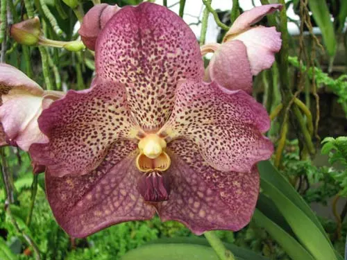 Vanda Srakaew - Vanda Bitz's Heartthrob x Vanda Sankamphaeng - Chao Phraya Sapphire