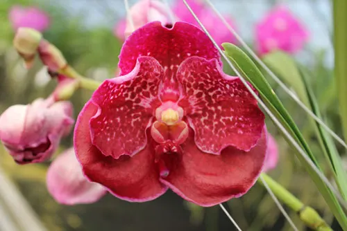 Vanda Suwapee Blue x Vanda Dr Anek