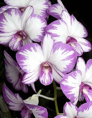 Dendrobium Kultana White Splash
