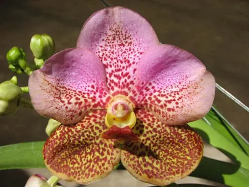 Vanda Thananprai x Ascocenda Fuchs Sunset - Dr. Anek