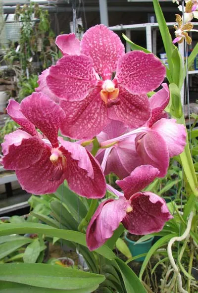 Ascocenda Miami Brown Spots x Vanda Pacharee Delight