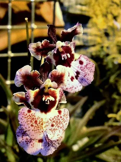Oncidium (Tolumnia) Red Spot Maliwan