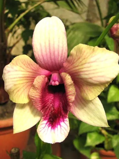 Dendrobium Rainbow Fantasy
