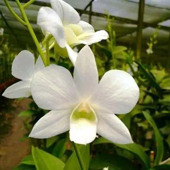 Dendrobium Snow White