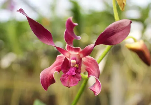 Dendrobium Jairak Spin