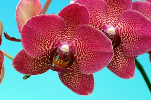 Doritaenopsis Mary Ames x Phalaenopsis Ever Spring Girl