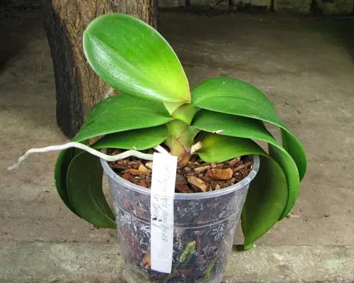 Doritaenopsis Mary Ames x Phalaenopsis Ever Spring Girl