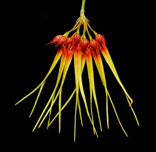 Bulbophyllum hirundinis