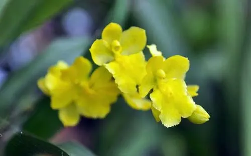 Howeara Chian-Tzy Lovely 'CT Moon Beauty'