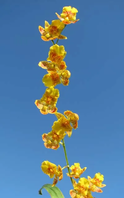 Howeara Chian-Tzy Lovely 'CT Golden Bug'