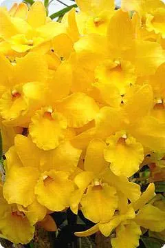 Dendrobium Midas 'Princess'