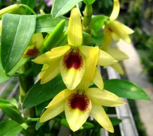 Dendrobium Gold Papillon 'Liberty Bell'