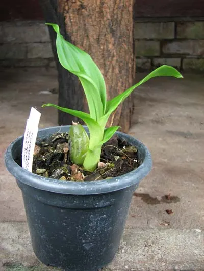 Lycaste 'Alan Salman' x Anguloa clowesii