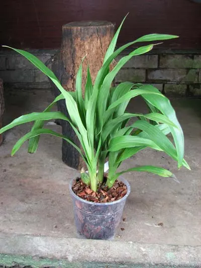 Propetalum Mathina 'Elizabeth'