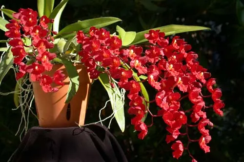 Howeara Lava Burst 'Little Dragon'