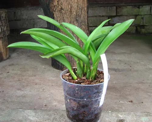 Howeara Lava Burst 'Little Dragon'