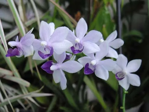Doritaenopsis Tzu Chiang Sapphire