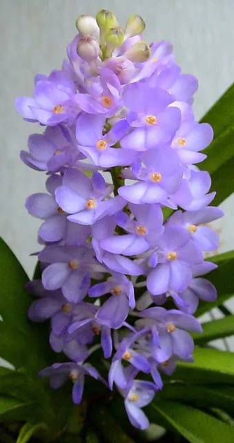 Rhynchocentrum Lilac Blossom