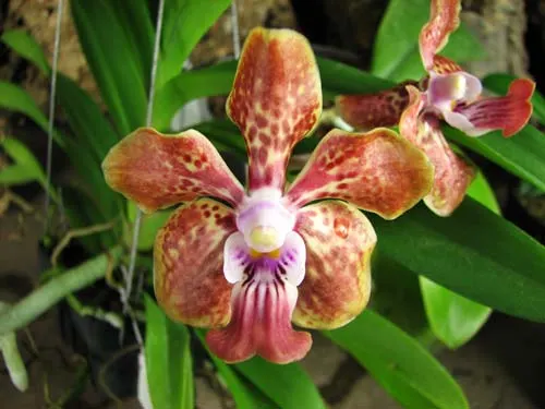 Vanda Kultana Fragrance-Happy Smile x Vanda denisoniana