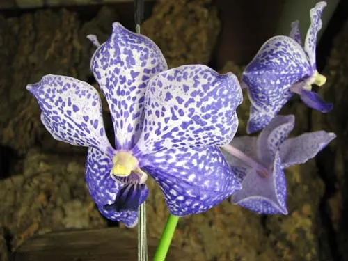 Vanda Thanadee x Vanda Srakaew