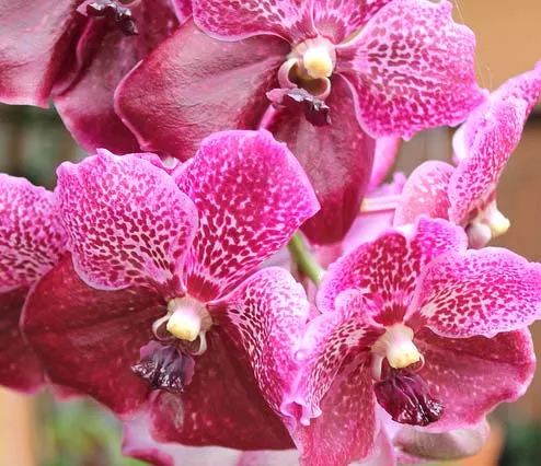 Vanda Chindavat x Tarab Waxy