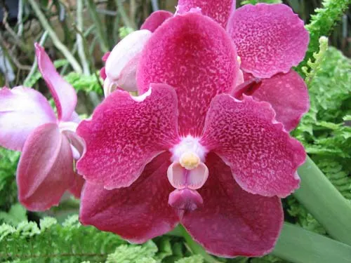 Vanda Pranermprai x Vanda Tarab Waxy