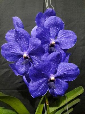 Vanda Patchara Delight