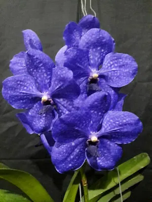 Vanda Patchara Delight