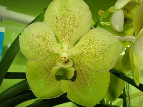 Vanda Kultana Green Gold