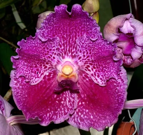 Vanda Kultana Ruby x Patcharee's Delight