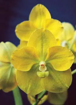 Vanda Kultana Green Gold x Vanda Rasri Gold