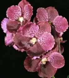 Vanda Bangkok Blue x Banyat Muang Rath