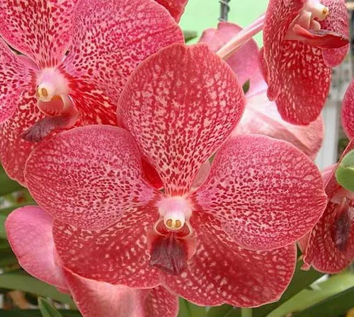 Vanda Thananchai x Vanda Patcharee Delight