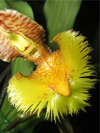 Catasetum fimbriatum (aureo x morrenianum)
