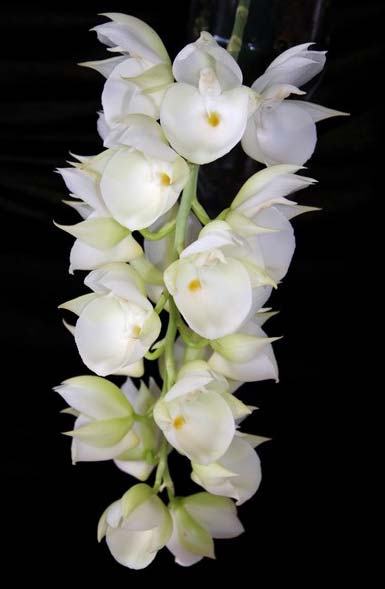 Catasetum pileatum (albo x albo)