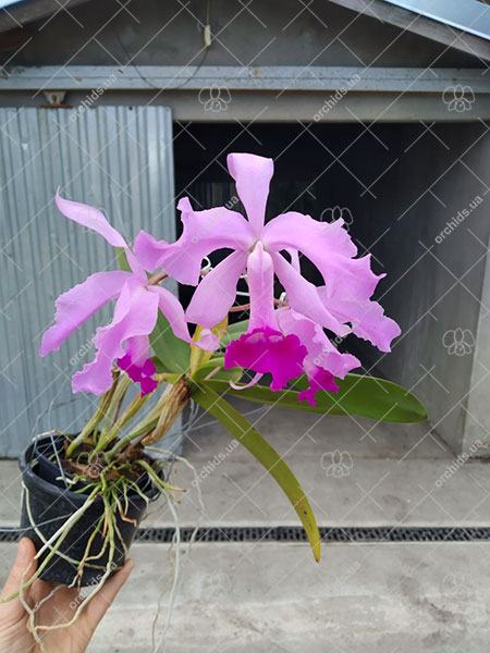 Cattleya lawrenceana (tipo x flamea)