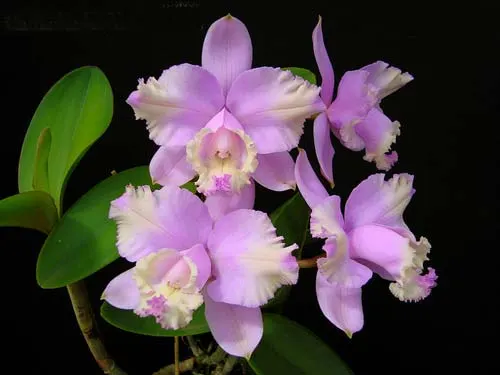 Cattleya loddigesii trilabelo x self
