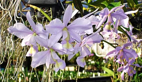 Cattleya nobilior (coerulea x coerulense)