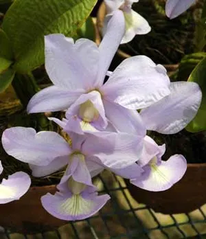 Cattleya nobilior coerulea claro x