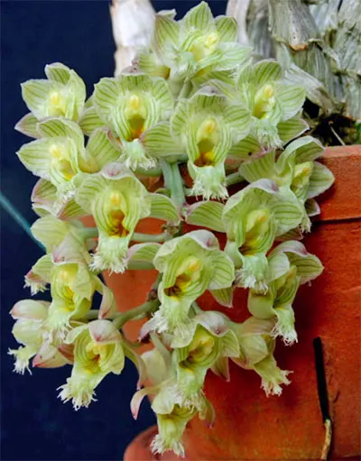 Clowesia amazonica