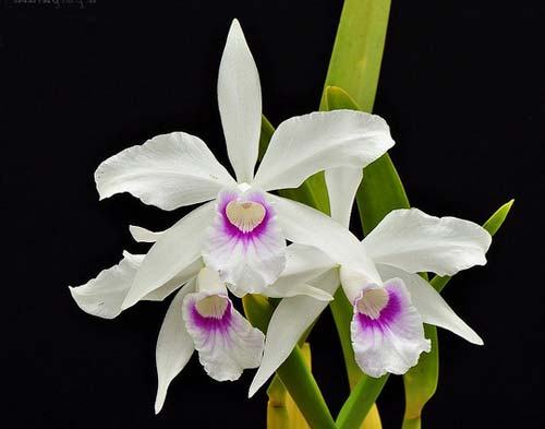 Laelia purpurata (Anelata 'Adans' x Anelata)