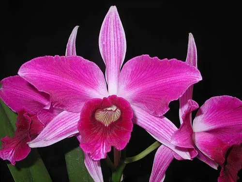 Laelia purpurata flamea ('Bela VIsta ' x Orla branca 'Cheida')