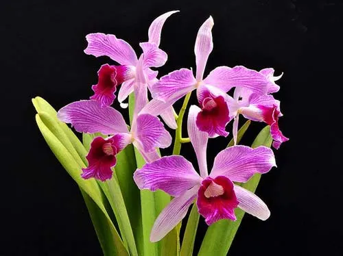 Laelia purpurata striata (Orla branca 'Cheida' x 'Bela Vista')