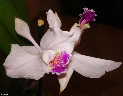 Cattleya lueddemanniana (coerulia 'Mariauxi' x alba)